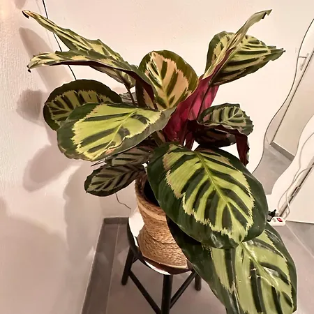 אכסניה Perfect Getaway